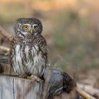 Sperlingskauz (Glaucidium passerinum)