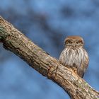 Sperlingskauz (Glaucidium passerinum)