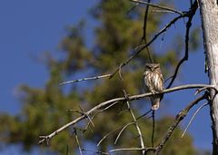 Sperlingskauz (Glaucidium passerinum)