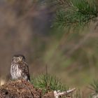 Sperlingskauz (Glaucidium passerinum)