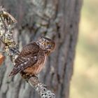 Sperlingskauz (Glaucidium passerinum) 