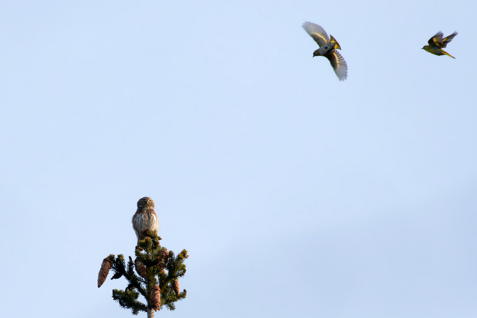 Sperlingskauz (Glaucidium passerinum) Frühstück im Anflug? 