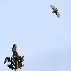 Sperlingskauz (Glaucidium passerinum) Frühstück im Anflug? 