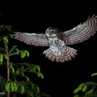 Sperlingskauz im Flug