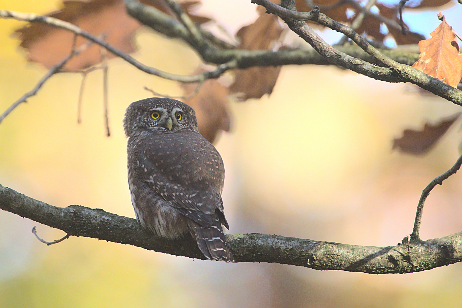 Sperlingskauz im Herbst