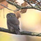 Sperlingskauz im Herbst