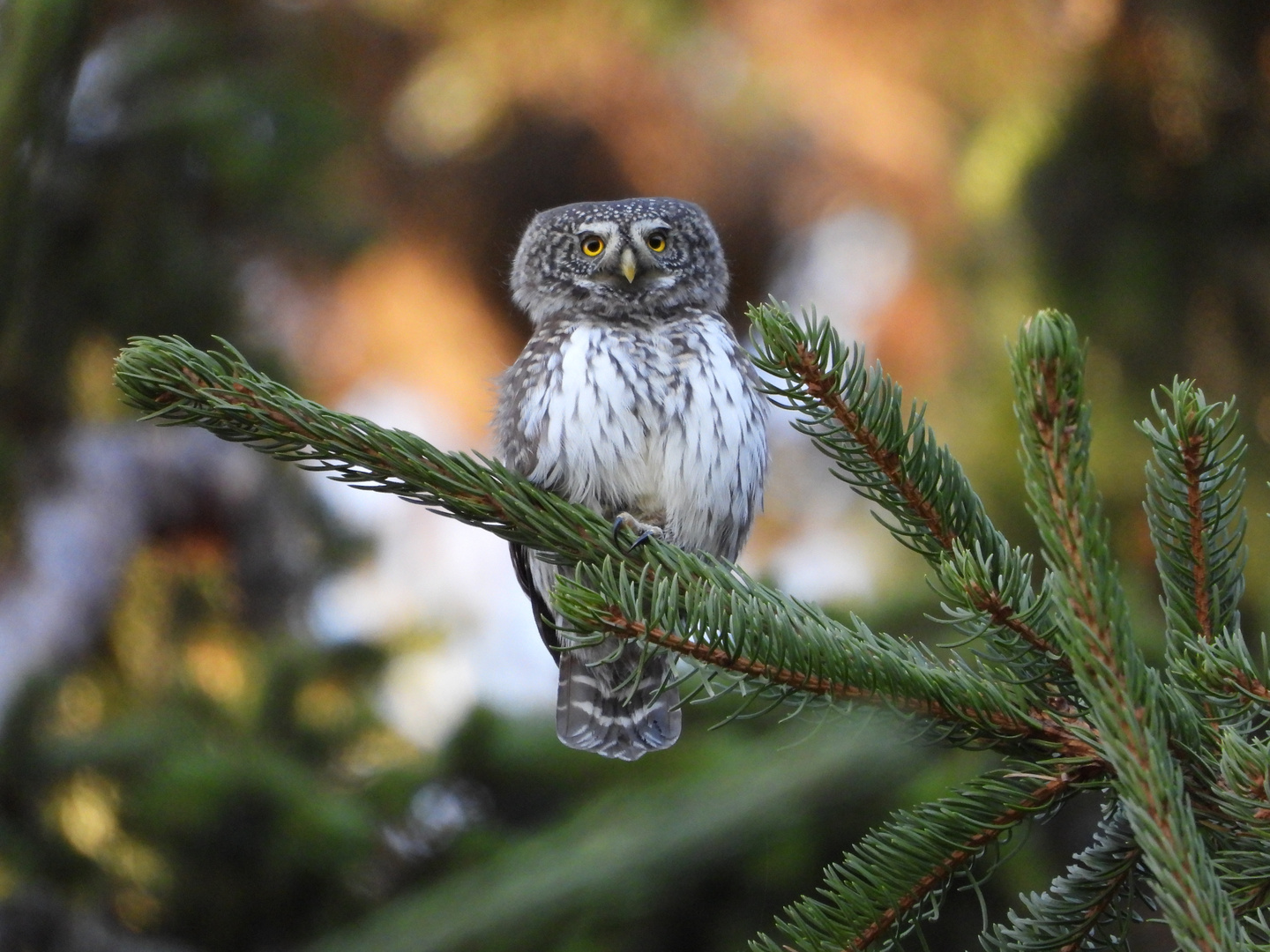 Sperlingskauz im Herbstwald