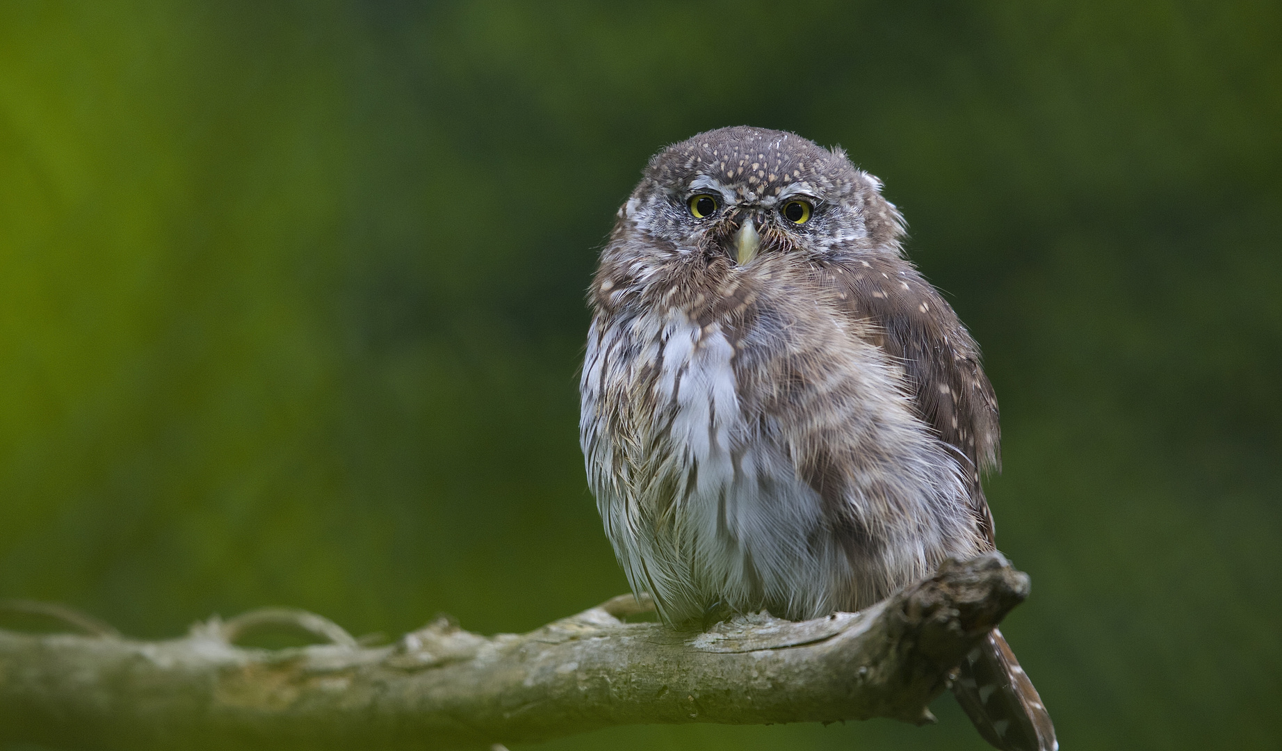 Sperlingskauz im Nationalpark Bayerischer Wald...