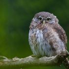 Sperlingskauz im Nationalpark Bayerischer Wald...