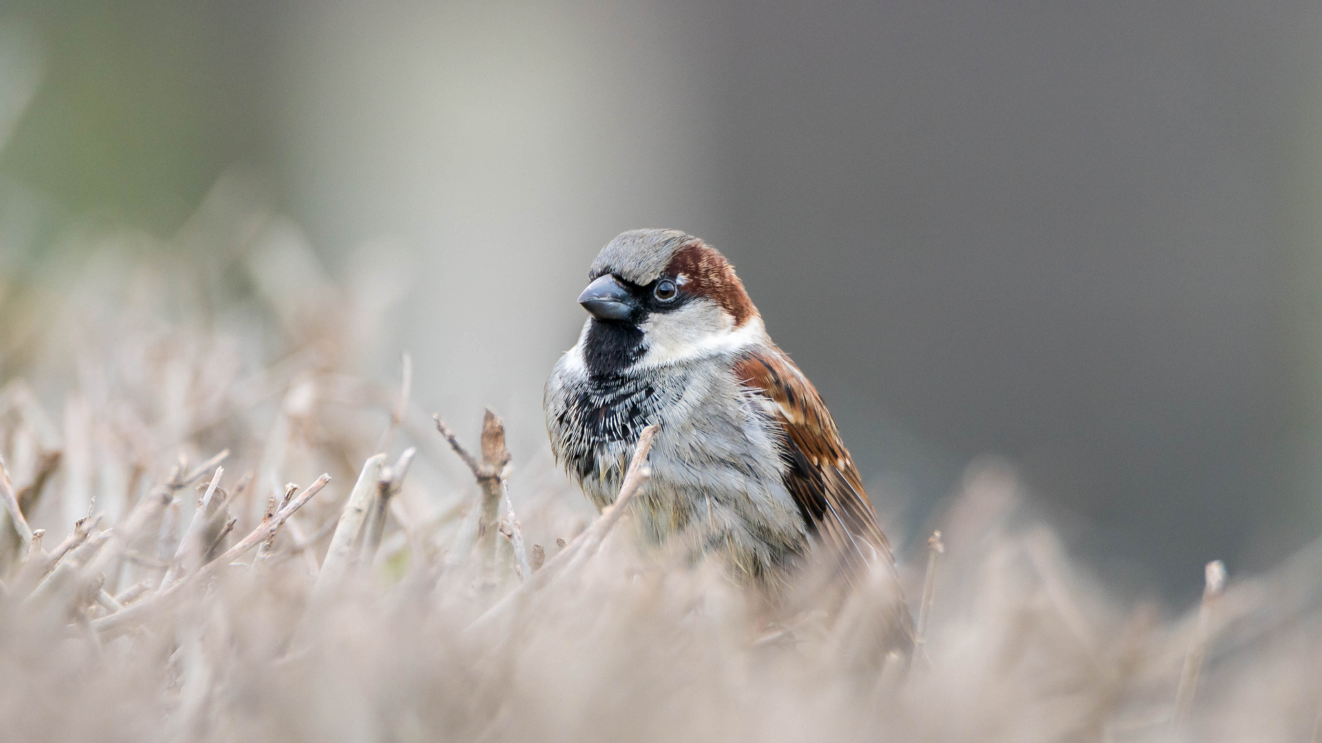 Sperlingsmännchen