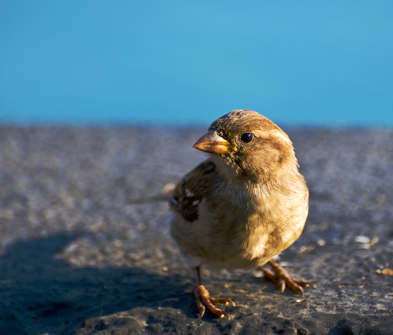 Sperling/Spatz