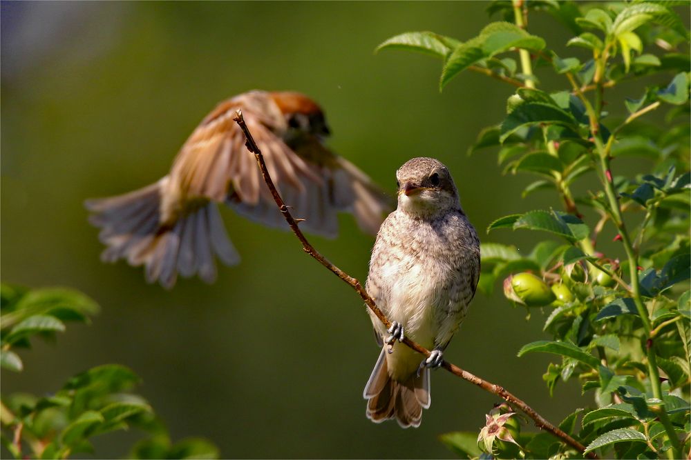 Sperlingsvögel  unter sich - Neuntöter und Feldsperling