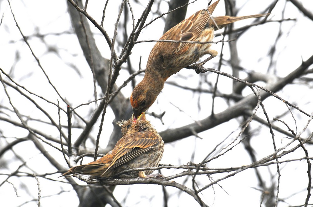 Sperlingsvogel füttern ihr Baby