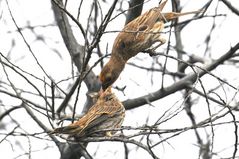 Sperlingsvogel füttern ihr Baby