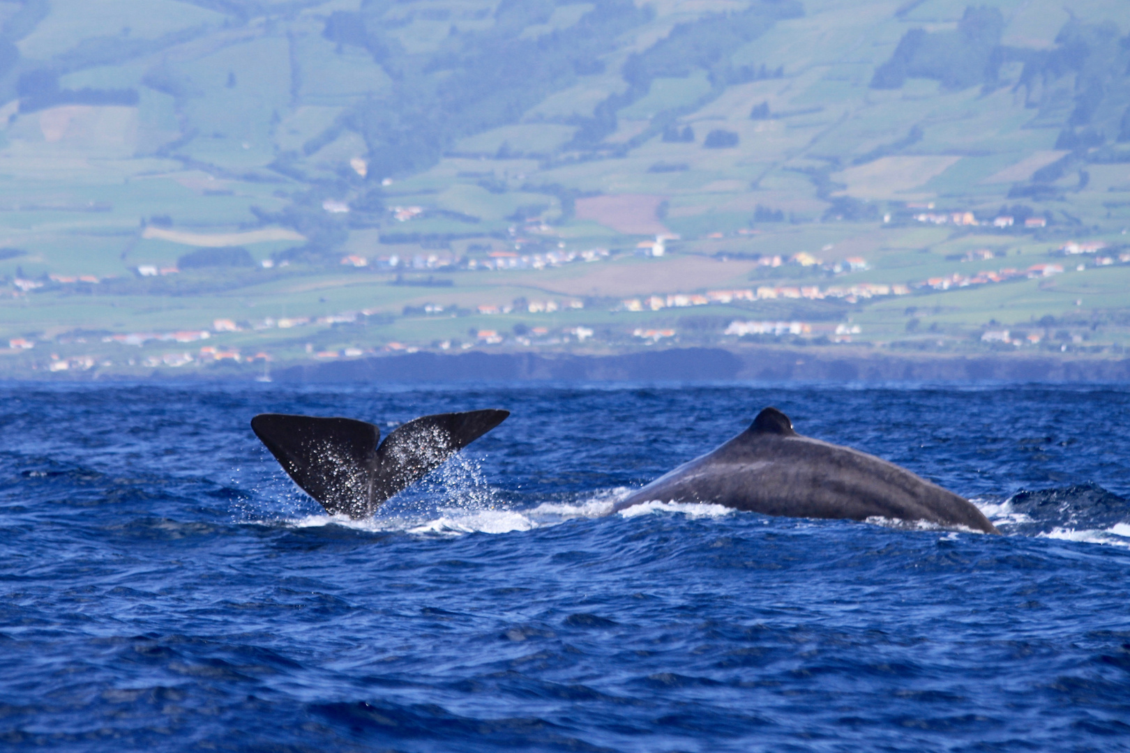 Sperm Whale