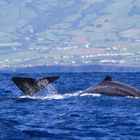 Sperm Whale