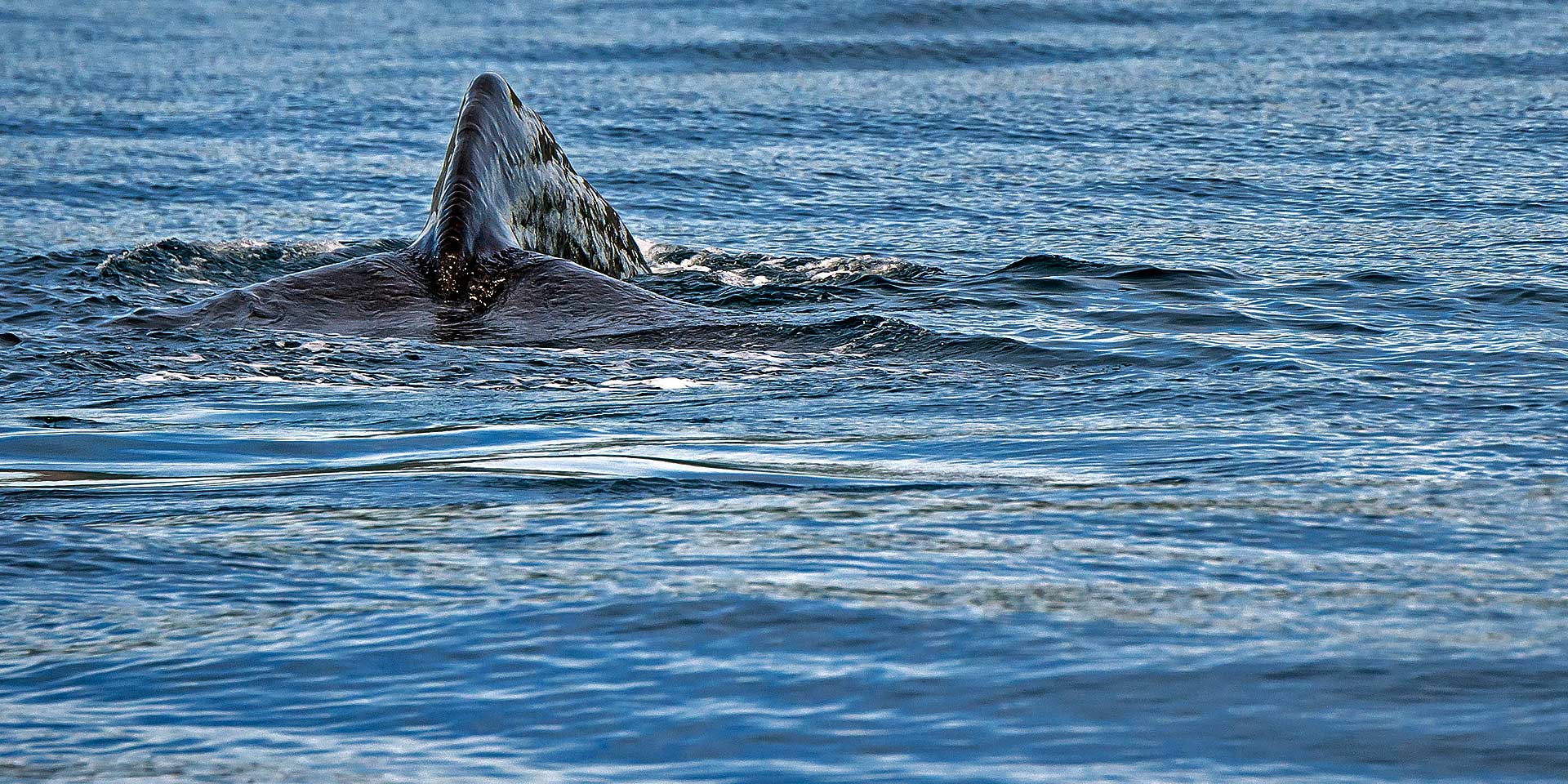 Sperm Whale