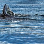 Sperm Whale