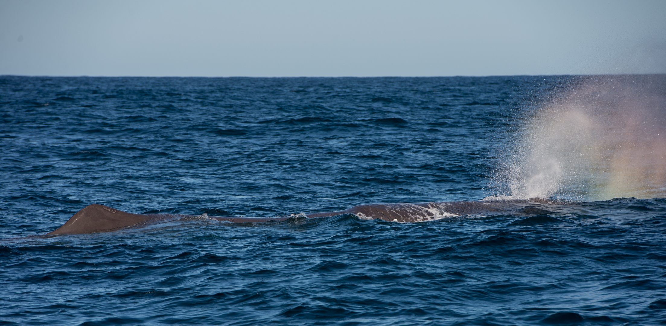 Sperm Whale