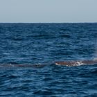 Sperm Whale