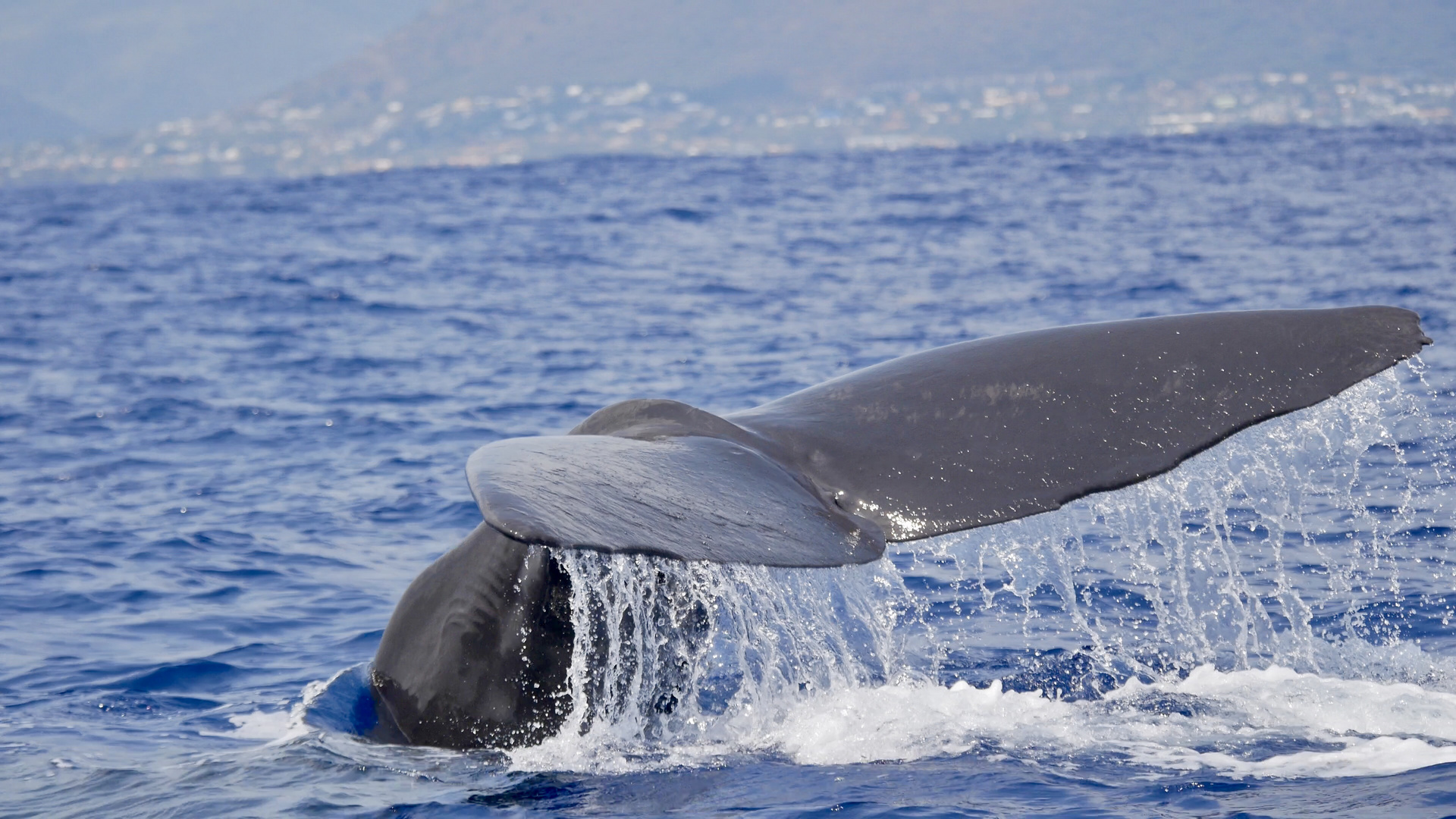 Sperm Whale Fluke