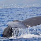 Sperm Whale Fluke