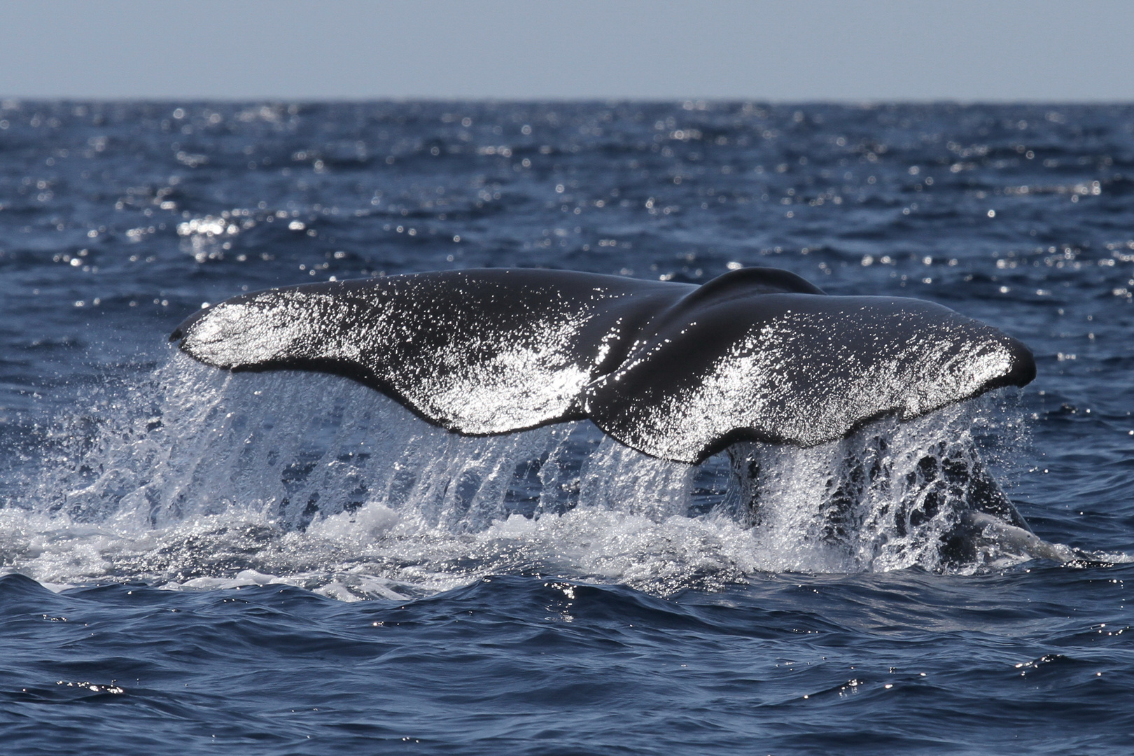 Sperm Whale Fluking #2