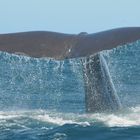 Sperm whale, Kaikoura