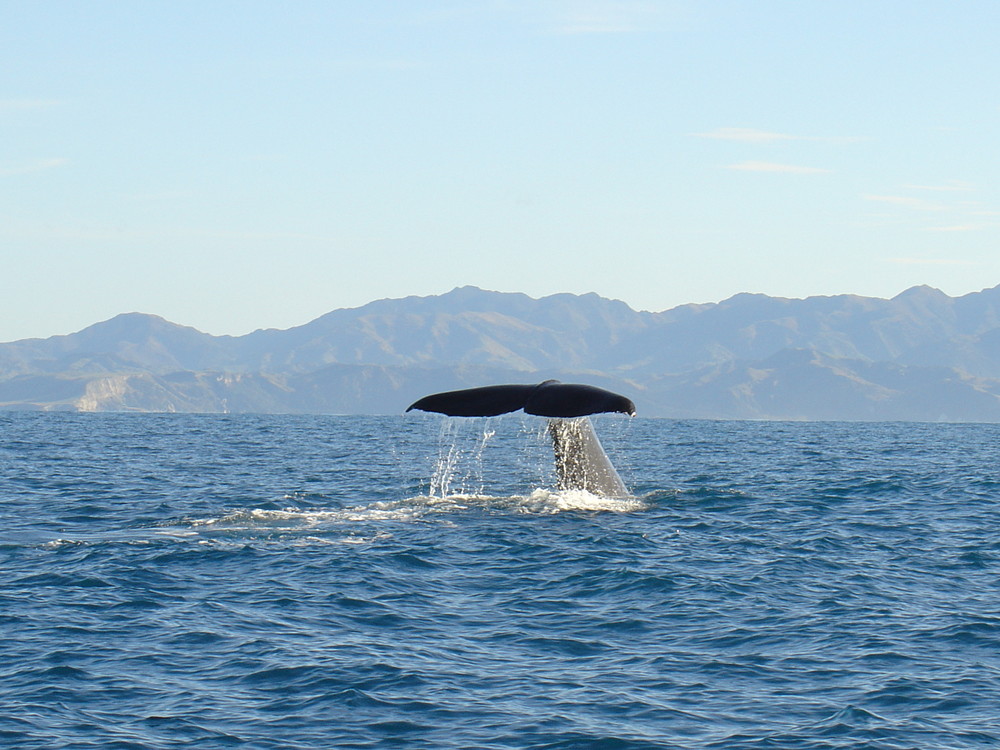 Sperm Whale, Kaikoura/New Zealand