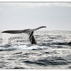 Sperm Whale / Physeter Macrocephalus / Pottwal / Azoren 2013