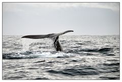 Sperm Whale / Physeter Macrocephalus / Pottwal / Azoren 2013