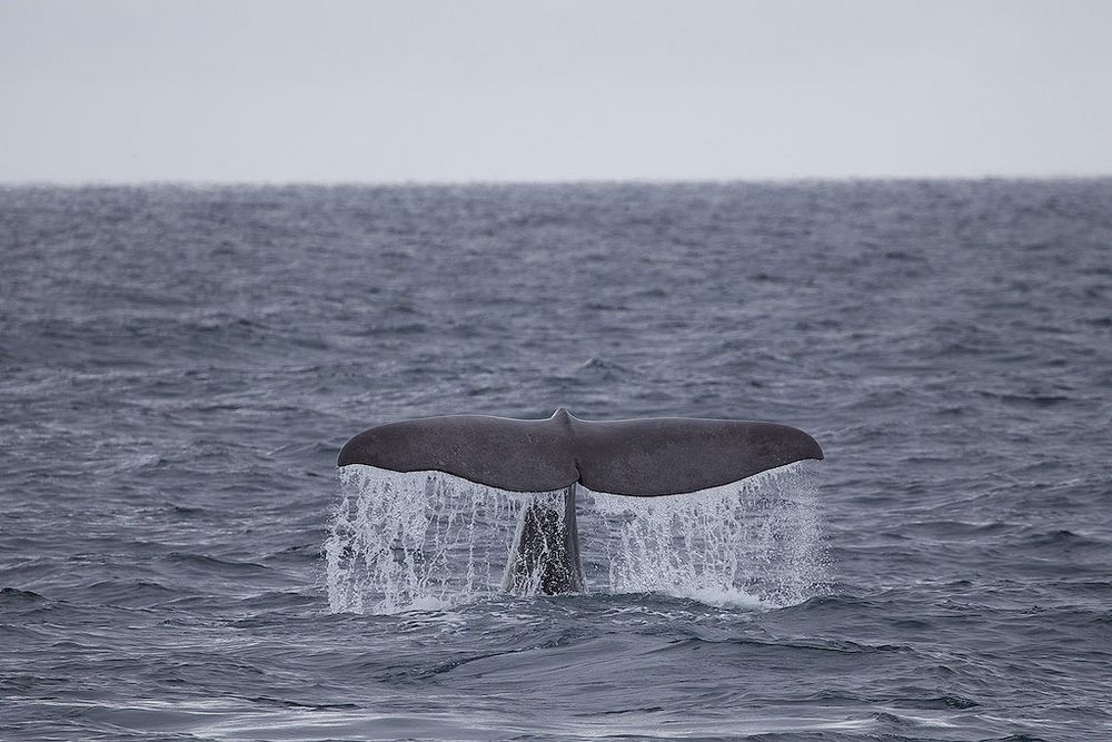 Sperm Whale (Pottwal) Stø