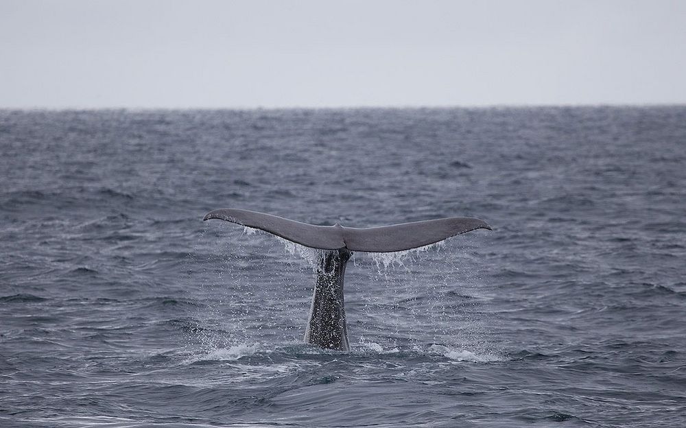 Sperm Whale (Pottwal) Stø, Vesterålen