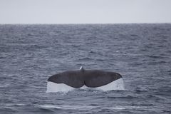 Sperm Whale (Pottwal) Vesterålen