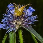 Spermacoce specie and  Jumping Green Spider