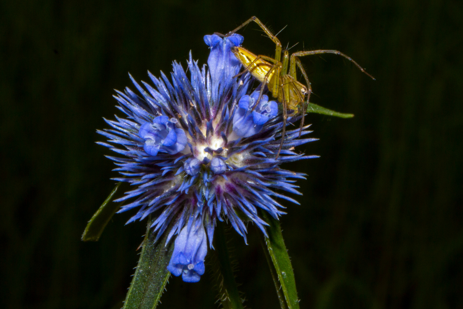 Spermacoce specie and  Jumping Green Spider