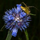 Spermacoce specie and  Jumping Green Spider