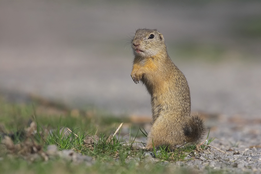 Spermophilus citellus