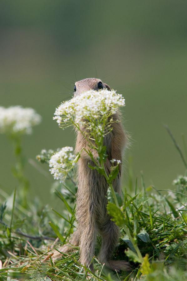 Spermophilus citellus