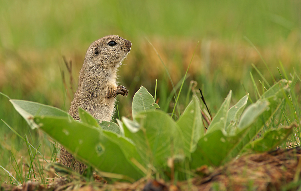 Spermophilus citellus Foto & Bild animals, wildlife, mammals Bilder