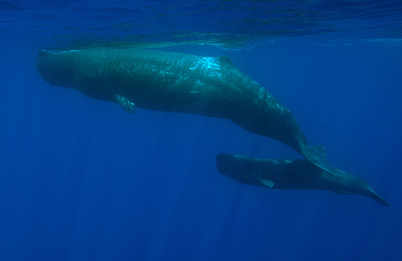 spermwhale with baby