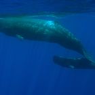 spermwhale with baby