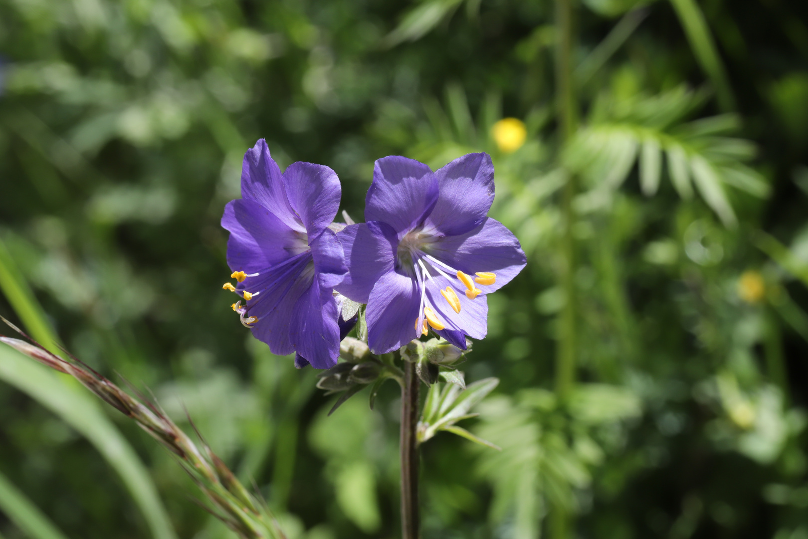 Sperrkraut (Polemonium coeruleum L)