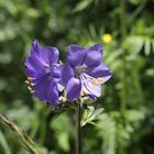 Sperrkraut (Polemonium coeruleum L)