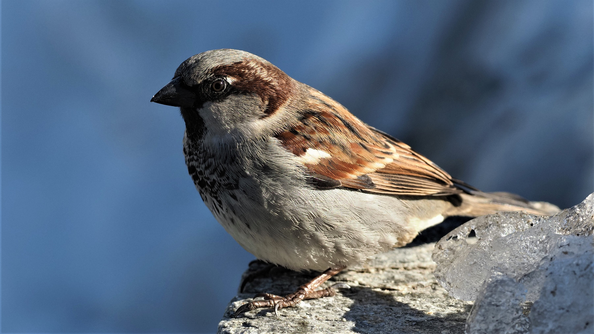 Sperrling, oder auch Spatz