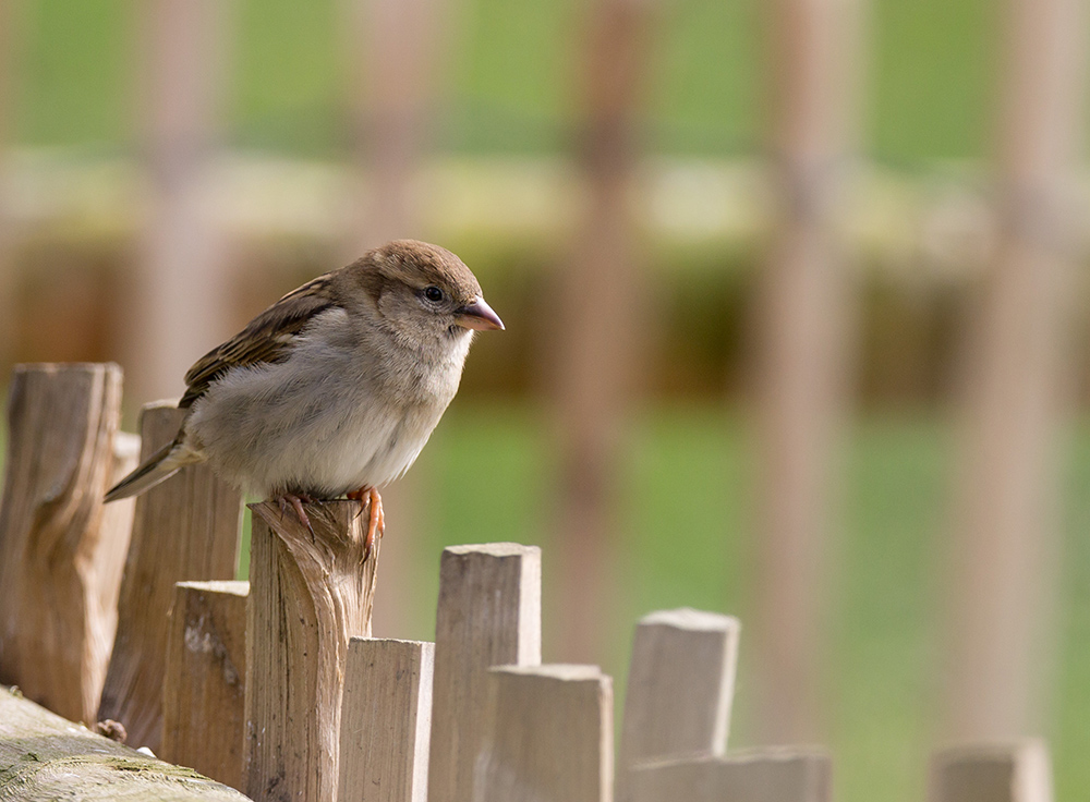 Sperrling Weibchen