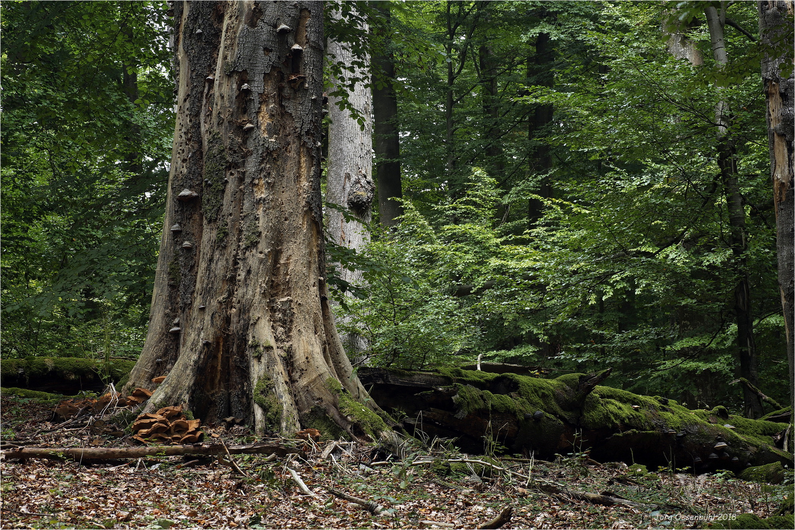 Spessart bedeutet „Spechtswald“