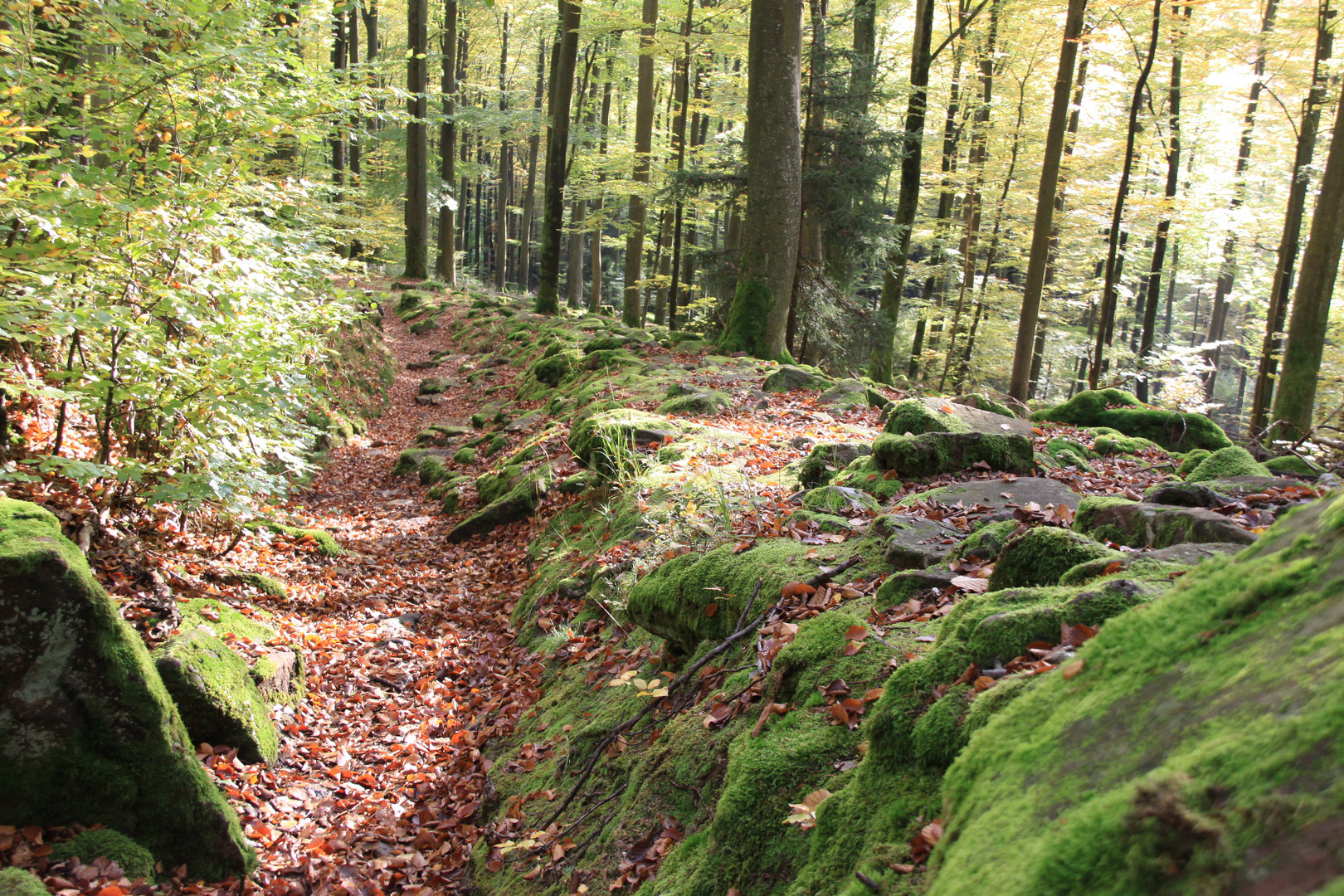 Spessart - der Weg zur Karlshöhe