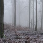 Spessart im Nebel....