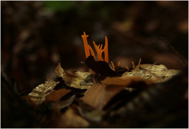 Spessart - Tour II - Versteckt im Unterholz